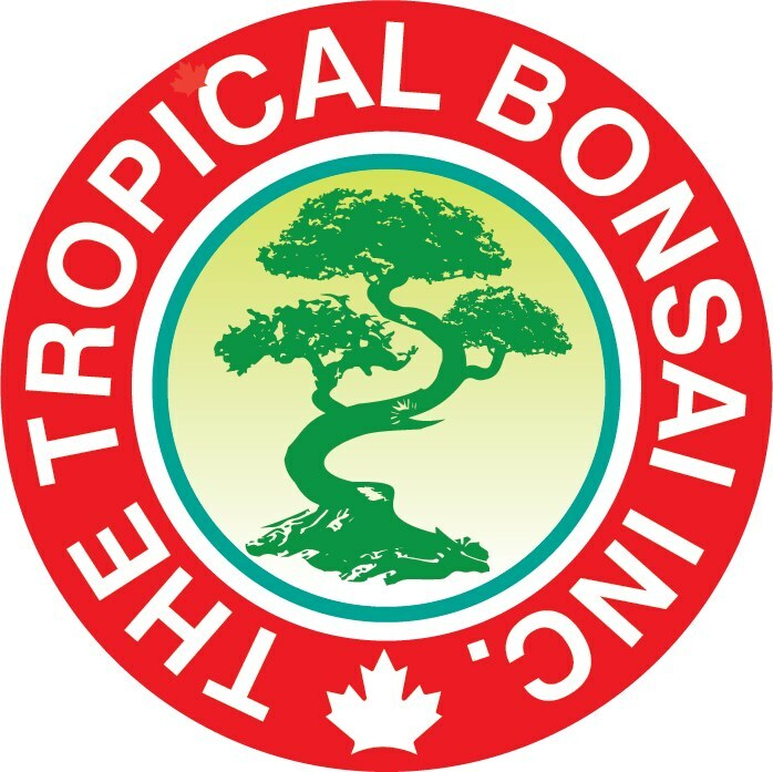 tropicalbonsai.seolanding.page